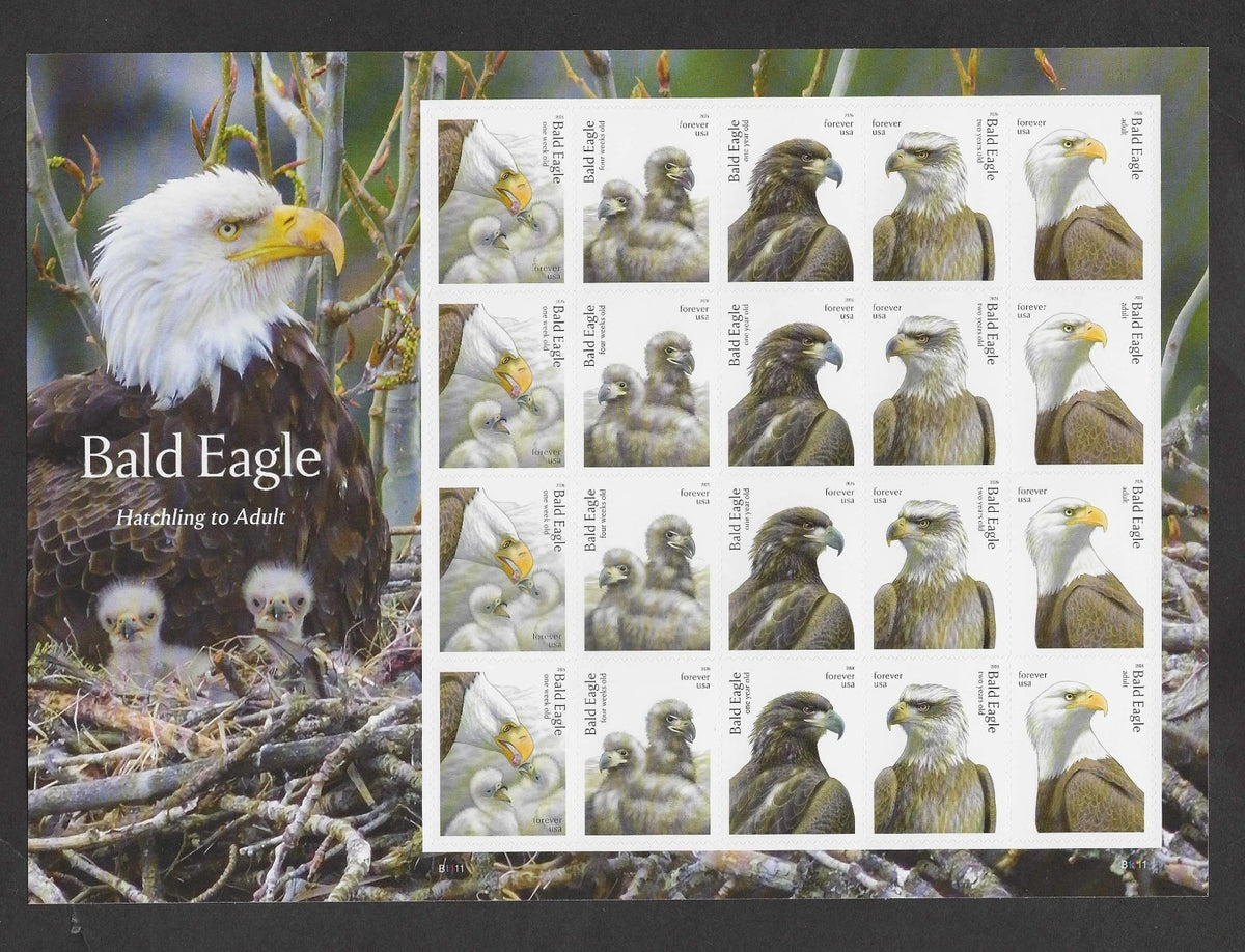#.2026 US FOREVER Bald Eagle Hatchling to Adult