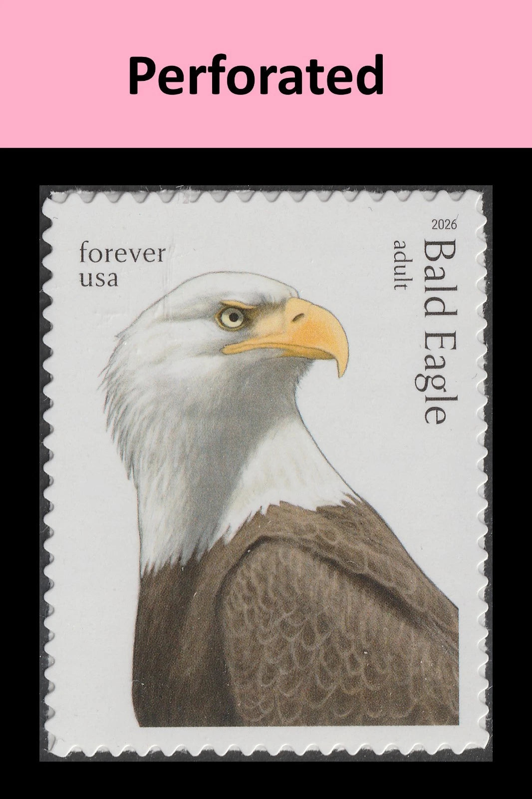 #.2026 US FOREVER Bald Eagle Hatchling to Adult